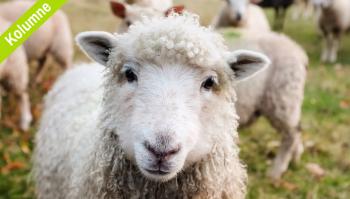 Warum Tiere selten einen Herzinfarkt bekommen